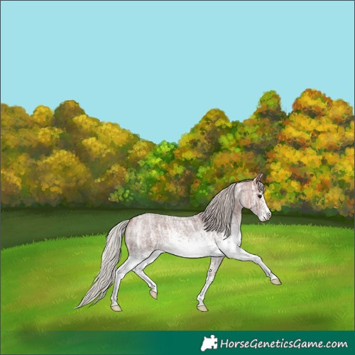 Horse Color:White Spotted Silver Bay Ice Roan 