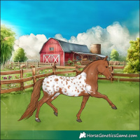 Horse Color:Chestnut Blanket
