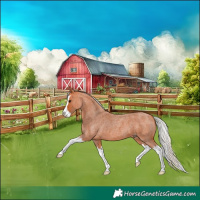 Horse Color:Silver Bay Roan Splash 