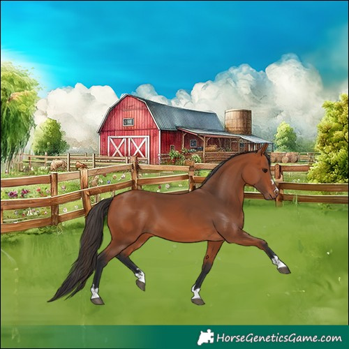 Horse Color:Bay 