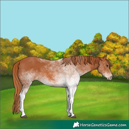 Horse Color:White Spotted Chestnut