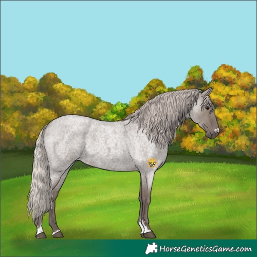 Horse Color:Silver Grullo Roan