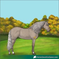 Horse Color:Silver Grullo