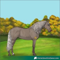 Horse Color:Silver Grullo