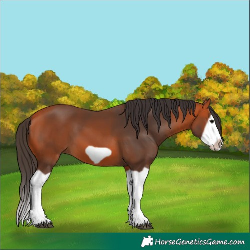 Horse Color:Bay Splash Frame 