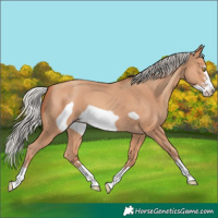 Horse Color:Silver Amber Champagne Frame