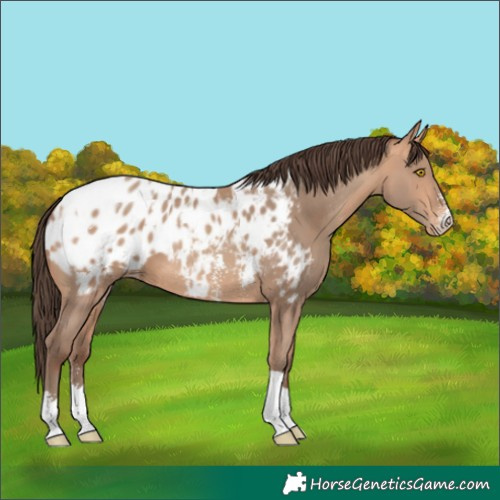 Horse Color:Amber Champagne Sabino Tobiano Appaloosa  and Amber Champagne Sabino Tobiano Appaloosa Rabicano 