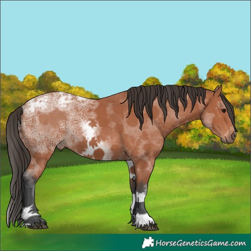 Horse Color:White Spotted Bay Ice Sabino 