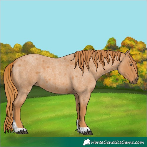 Horse Color:Red Roan Tobiano