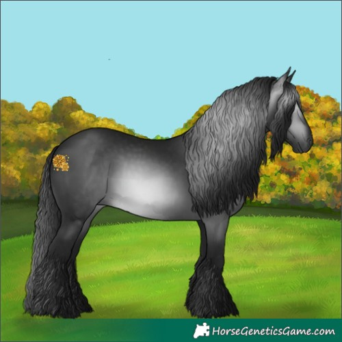 Horse Color:Gray Black