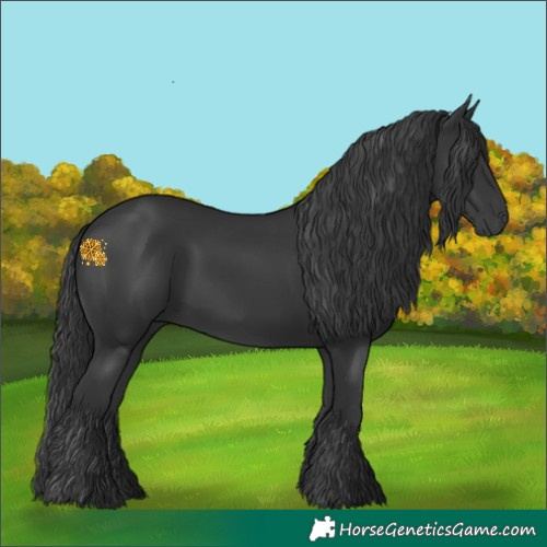 Horse Color:Black Rabicano 