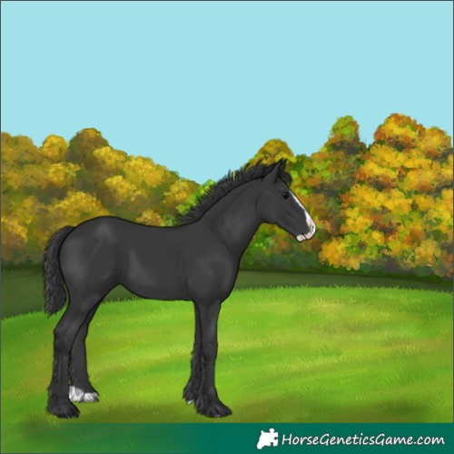 Horse Color:Black Splash