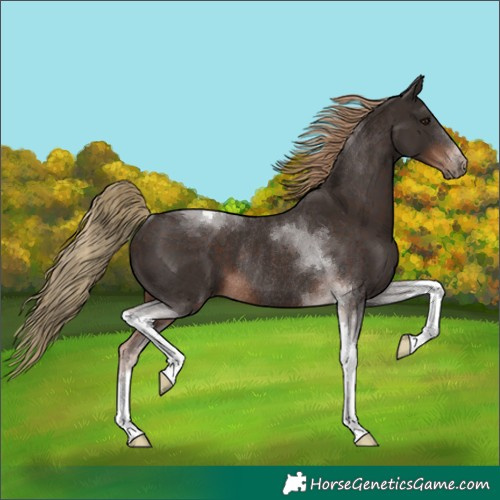Horse Color:Liver Chestnut Tobiano Rabicano