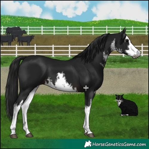 Horse Color:Gray White Spotted Brown 
