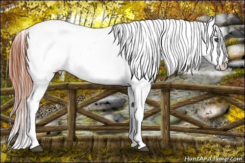 Horse Color:White Spotted Bay Appaloosa 