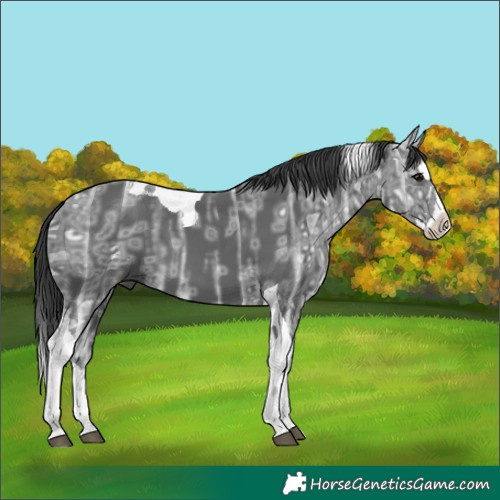 Horse Color:Black Ice Splash Tobiano 