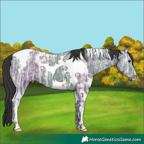 Horse Color:Black Ice Tobiano 