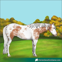 Horse Color:Silver Bay Ice Splash Tobiano 