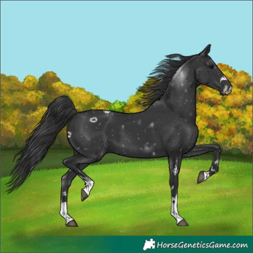 Horse Color:Black 