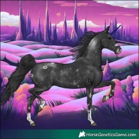 Horse Color:Black 