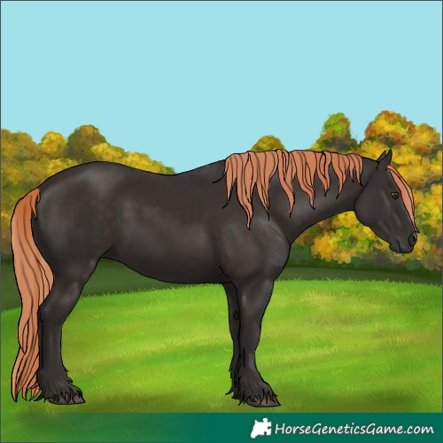 Horse Color:Liver Chestnut Rabicano 