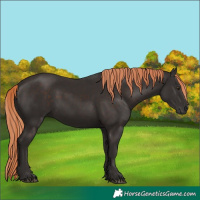 Horse Color:Liver Chestnut Rabicano 