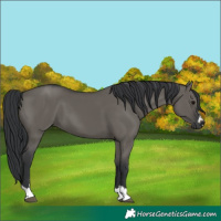 Horse Color:Grullo