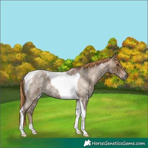 Horse Color:Red Ice Roan Tobiano 