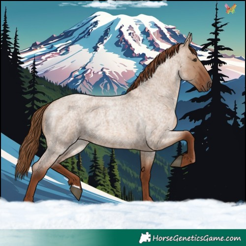 Horse Color:Red Dun Roan