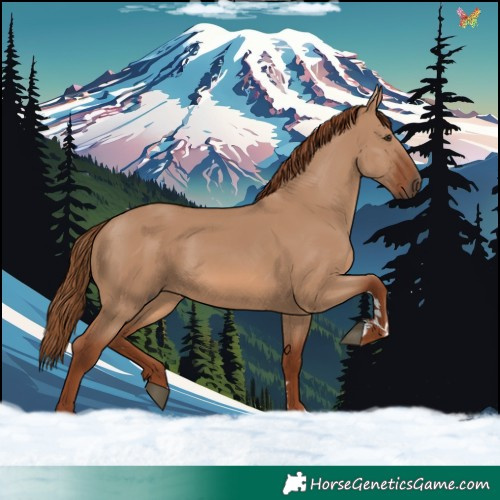 Horse Color:Red Dun