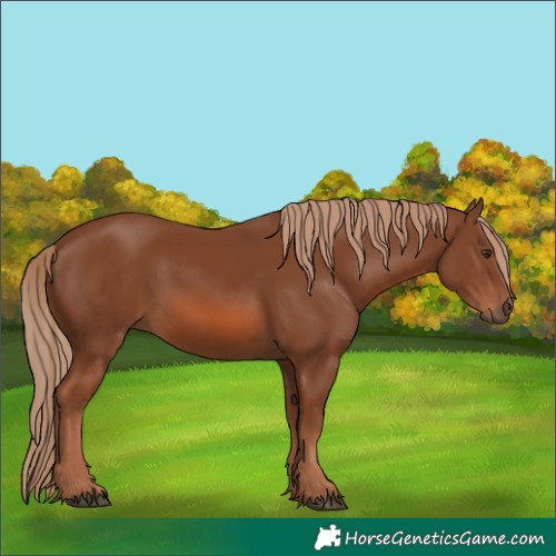 Horse Color:Chestnut 