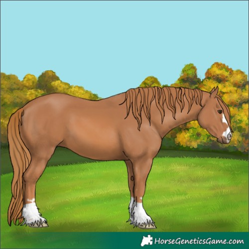 Horse Color:Chestnut 