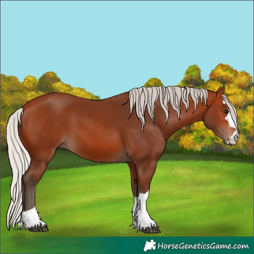 Horse Color:Silver Bay 