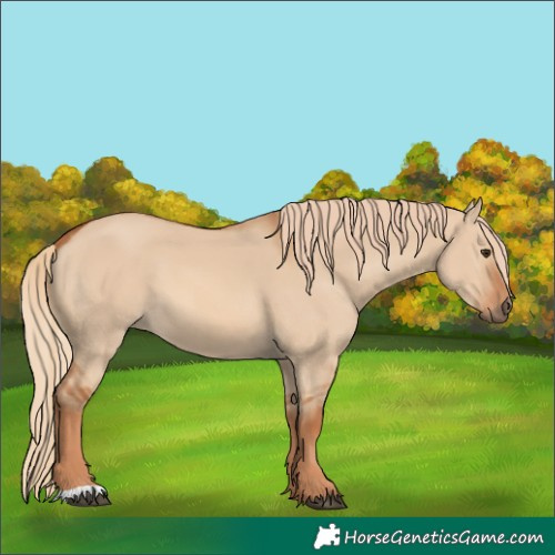 Horse Color:Red Dun 