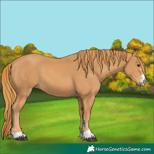 Horse Color:Chestnut 