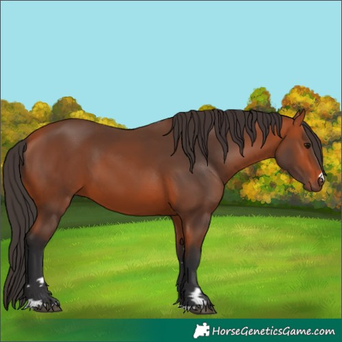 Horse Color:Bay 