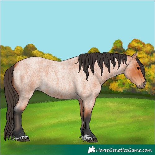 Horse Color:Bay Roan 