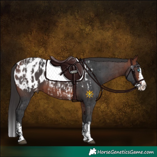 Horse Color:Bay Sabino Splash Appaloosa  and Bay Sabino Splash Appaloosa 