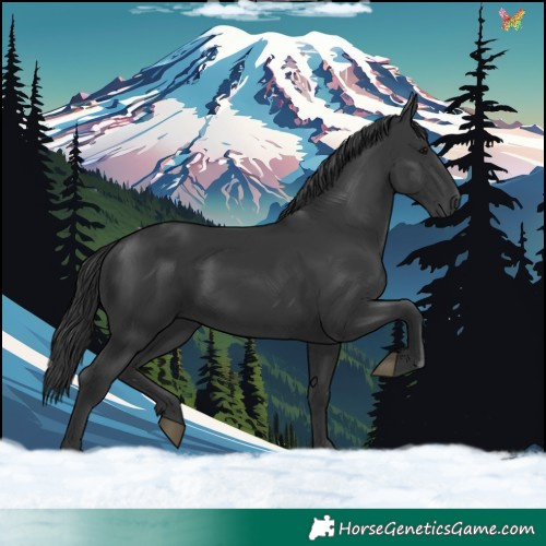 Horse Color:Black 