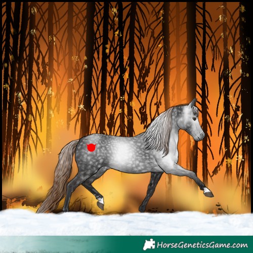 Horse Color:Gray Liver Chestnut Rabicano 