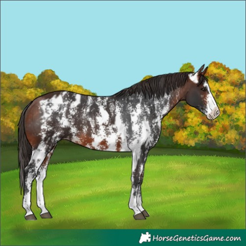 Horse Color:Brown Sabino Splash Appaloosa  and Bay Sabino Splash Appaloosa 