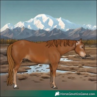 Horse Color:Gray Chestnut 