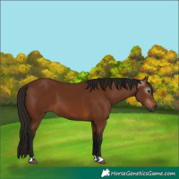 Horse Color:Gray Bay