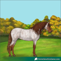 Horse Color:Gray Red Roan 