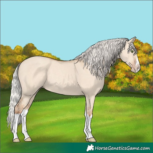 Horse Color:Silver Classic Champagne Dun Splash Frame 