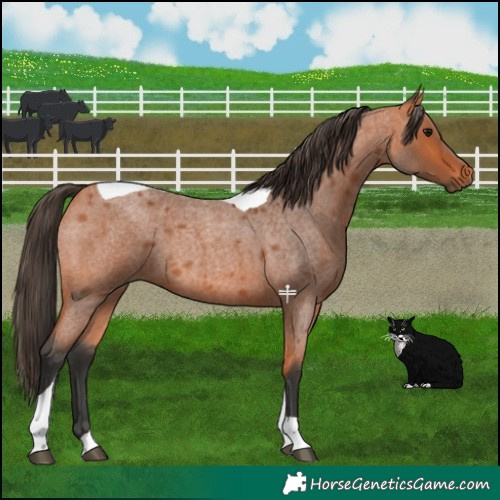 Horse Color:Bay Roan Tobiano 
