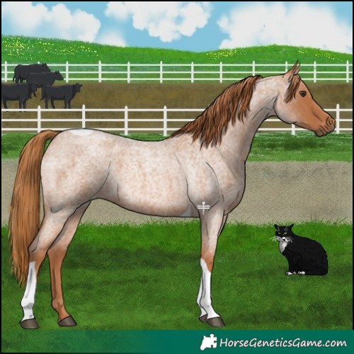Horse Color:Red Roan Tobiano 