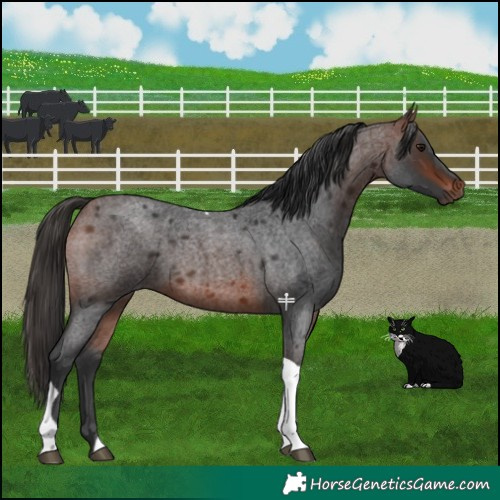 Horse Color:Bay Roan Tobiano 