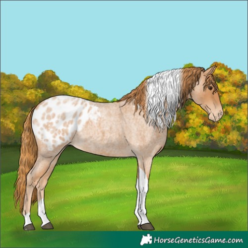 Horse Color:Red Roan Tobiano Appaloosa 