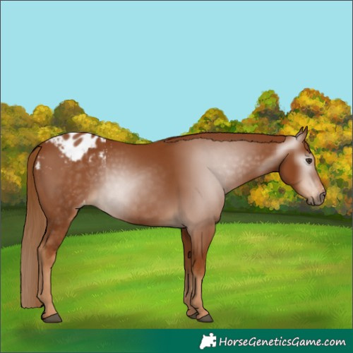 Horse Color:Gray Chestnut Appaloosa